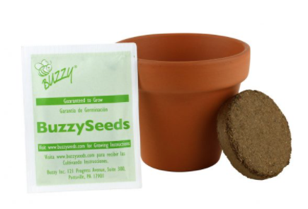 Coneflower Mini Grow Kit