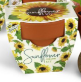 Sunflower Mini Grow Kit