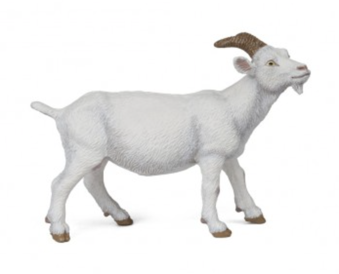 White Nanny Goat