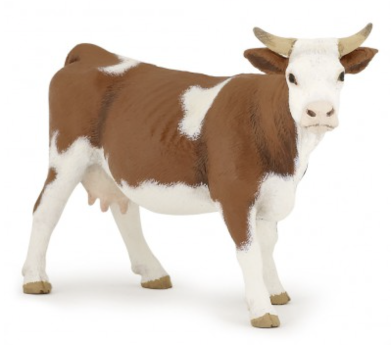 Simmental Cow