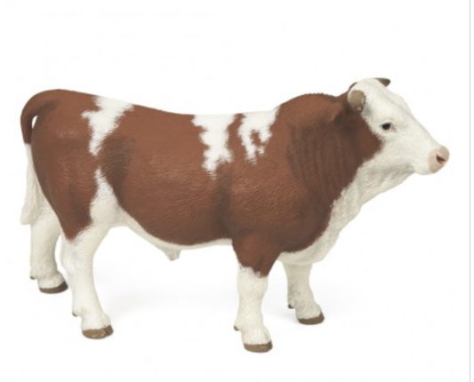 Simmental Bull